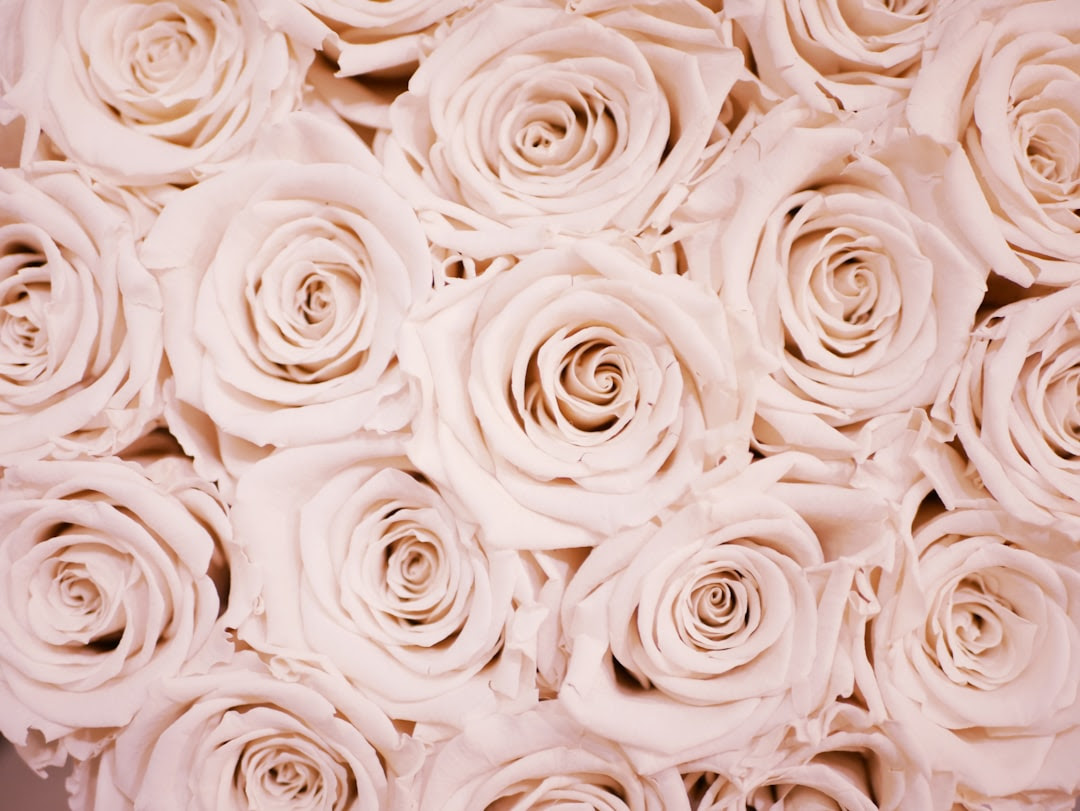 Rose Gold Wallpapers Free Hd Download 500 Hq Unsplash. 