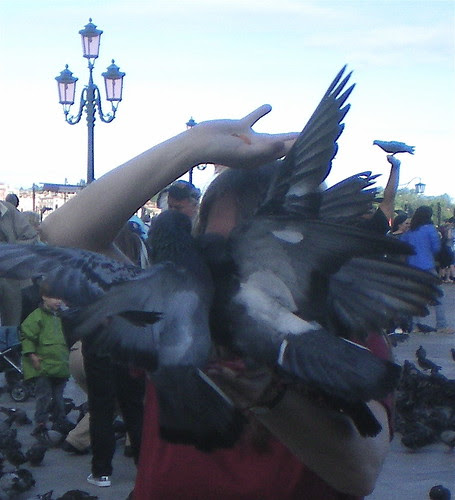Pigeon wings
