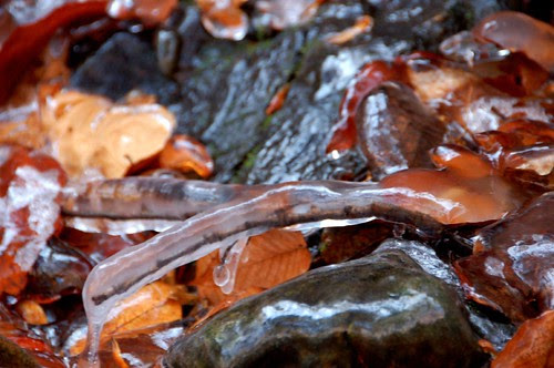 Frozen twig