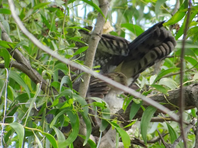 鳳頭蒼鷹/無限台南
