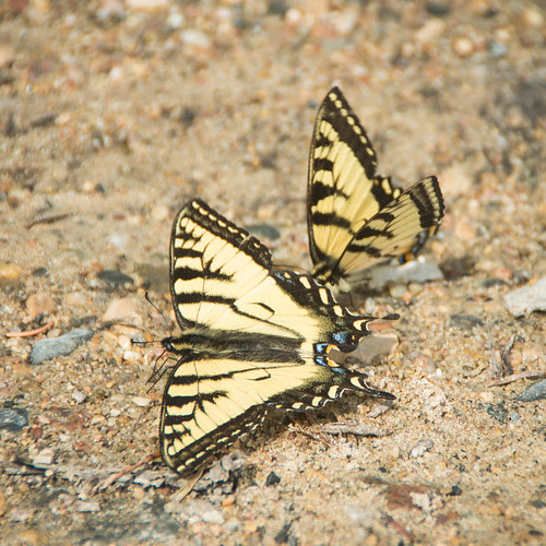 Western tiger swallowtail