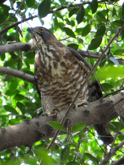 鳳頭蒼鷹/無限台南