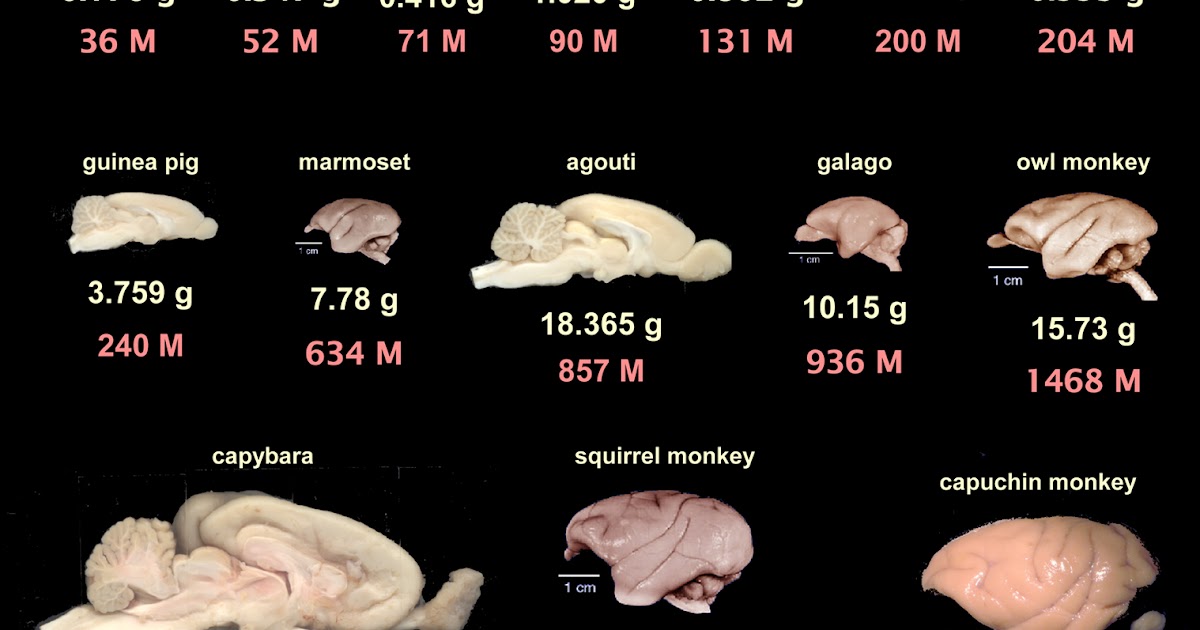 Poster : Comparison of Different Mammalian Brains