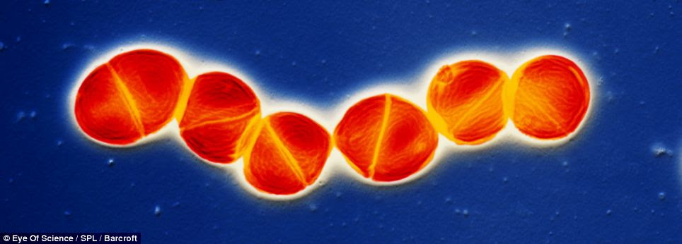 Streptococcus pneumoniae are carried by many without causing infection. However, in immune compromised individuals they can infect the upper respiratory tract, causing pneumonia