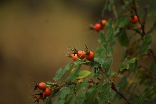 Rose Hips