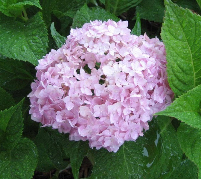 carols_hydrangea hydrangea beauty Pinterest - Hydrangea Wallpaper