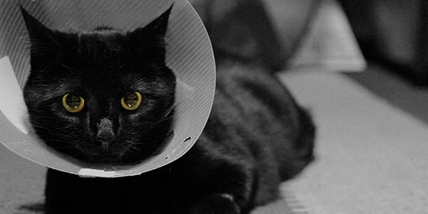 How Do Cats Drink Water With Cone