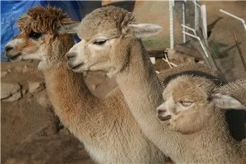 alpacas posing in a row alpacas posing in a row