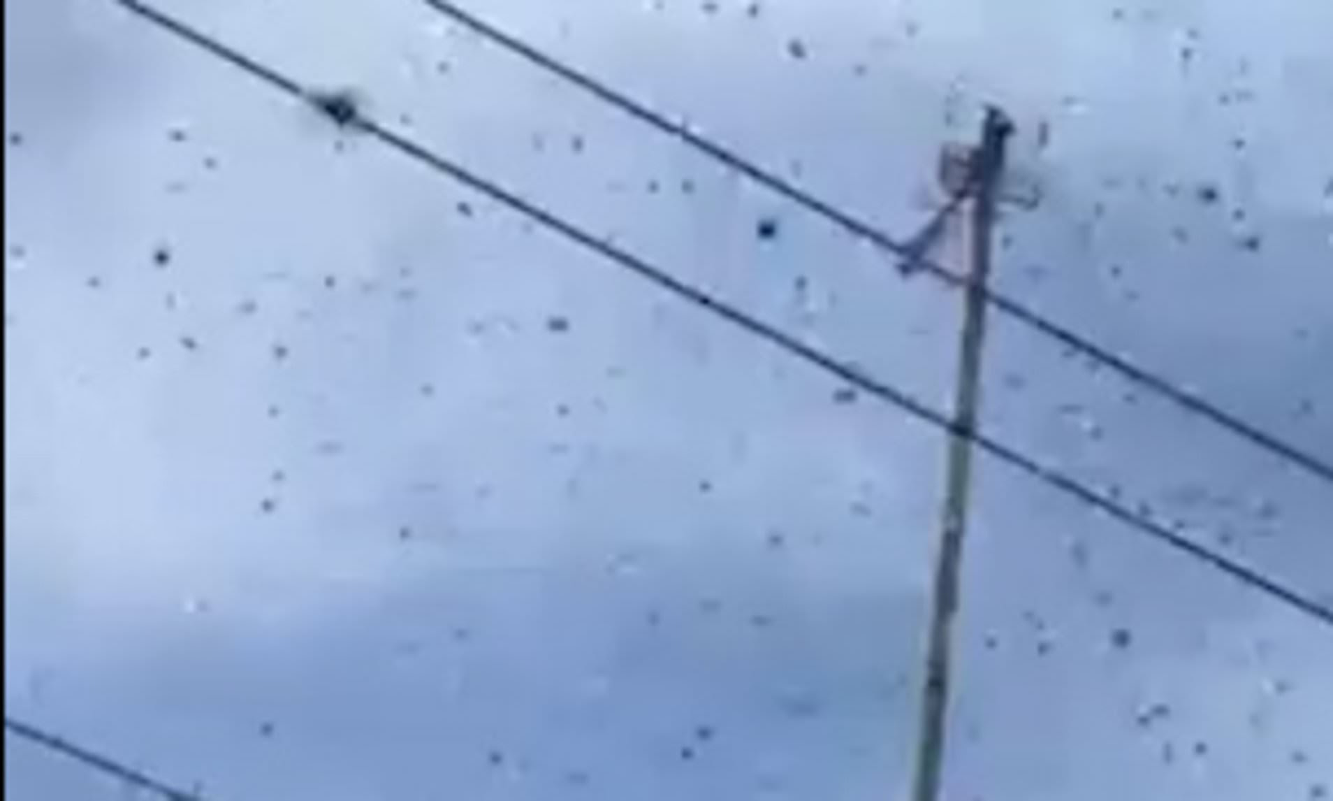 Watch massive swarm of WASPS that has invaded family's garden