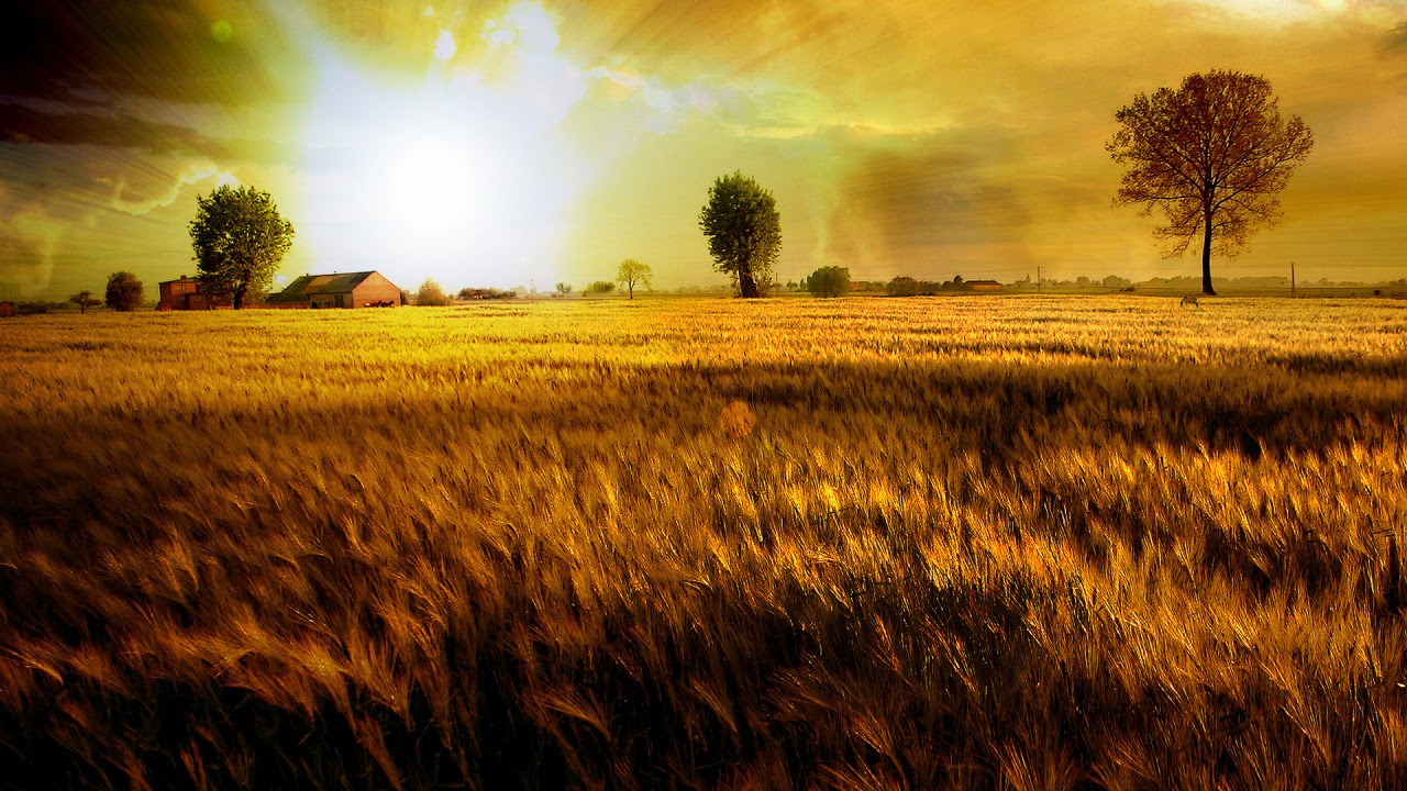 Fields Of Gold Wallpaper Photo Manipulated Nature Fields Of Gold Wallpaper Photo Manipulated Nature