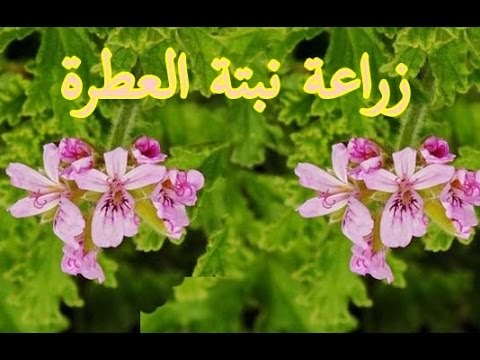 مدونة عمر عدالي: زراعة نبات العطرة, العطر, لعطرشا , العطرشية