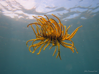 Feather star