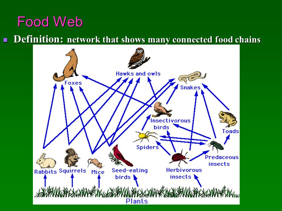 25 Lovely Food Web Definition