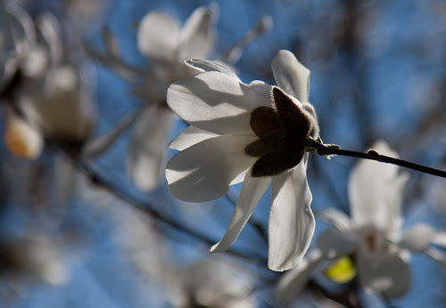 white flowers, blue sky