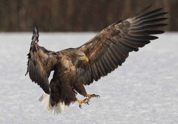 すべての動物の画像 ベスト鳥 かっこいい