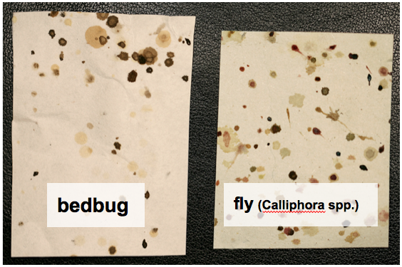 Tiny Bugs On Walls And Ceiling Minimalist Interior Design