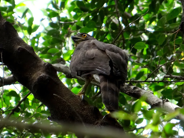 鳳頭蒼鷹/無限台南