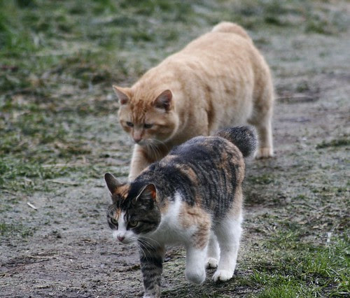 Hammie and Tabico bobtail feral cat photo