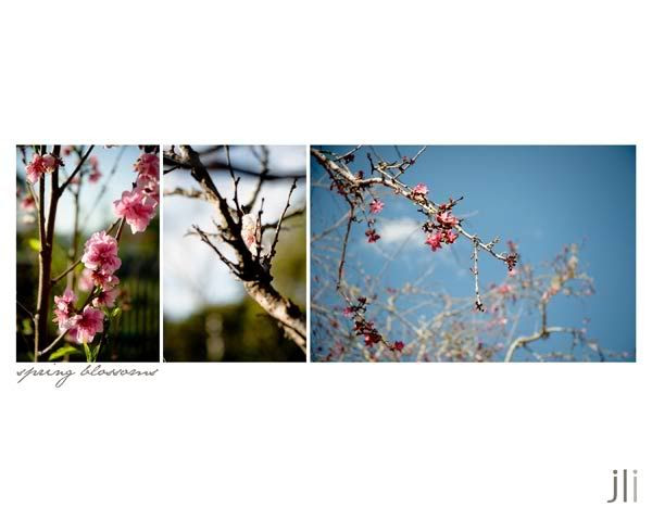 dungog,jillian leiboff imaging,sydney wedding and portrait photography,travel photography