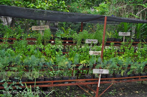 Bohol Bee Farm