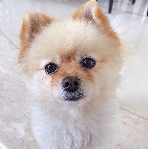 Puppy Wallpaper Iphone 5