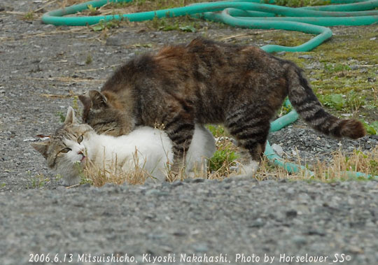 Netyasun 猫 オス同士 交尾