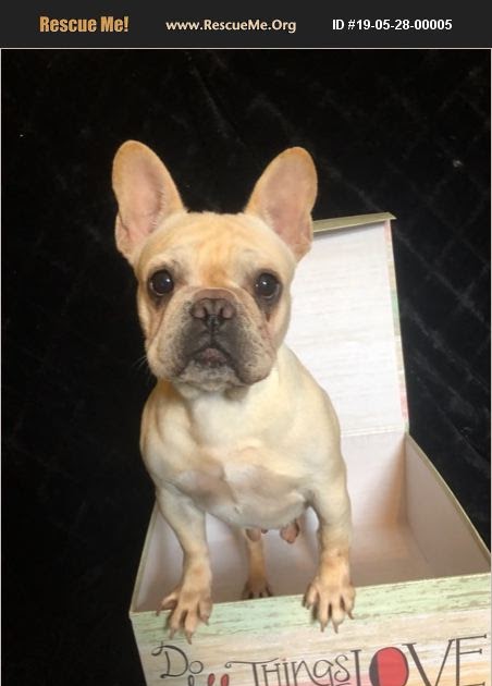 French Bulldog Rescue Illinois - jbdesigntrio