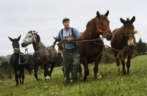 Donn Hewes leads his work horses back toward the stables from the pasture at The Northland Sheep Dairy Farm in Marathon, N.Y., Wednesday, Sept. 10, 2014. (AP Photo/Heather Ainsworth) 