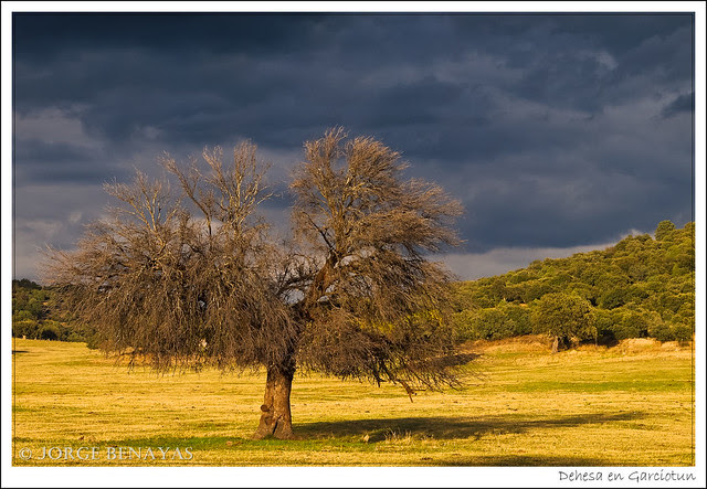 Dehesa en Garciotun (I)