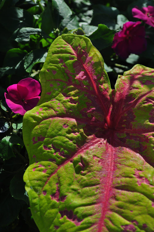 Caladium - Yellow Blossom (Leung Pa Li Chart)