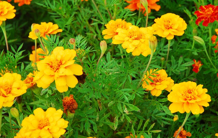 16+ Bunga Warna Kuning