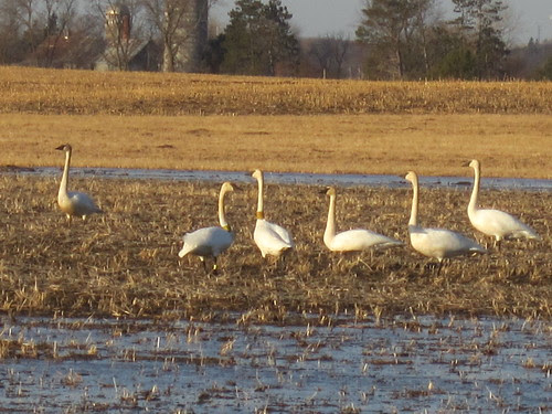 2 Re-Introduced Trumpeter Swans