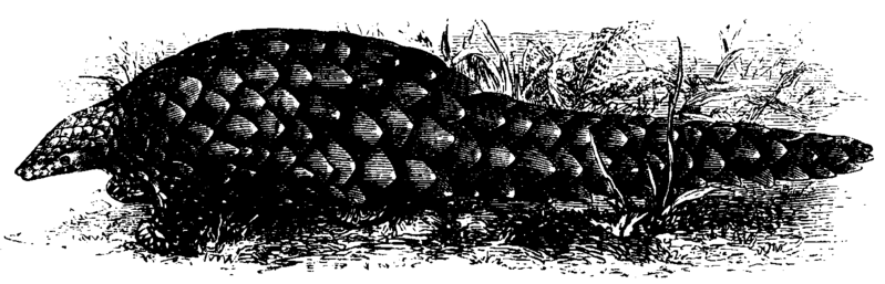 File:Pangolin Mivart.png