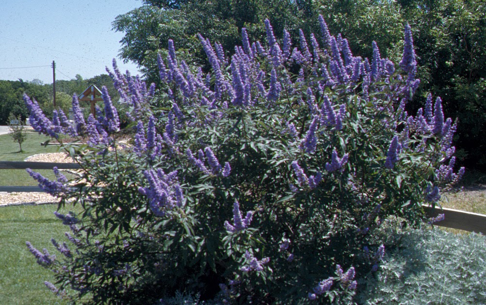 Tree With Blue Flowers In Texas Texas Lovely blue wild flowers! Beautiful