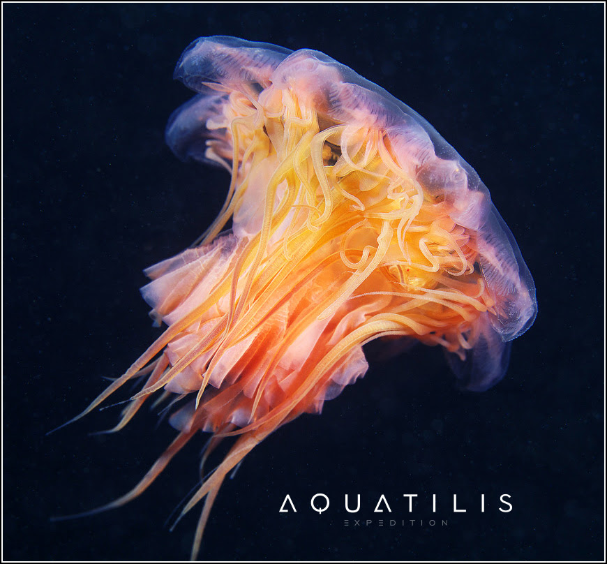 Aquatilis Expedition