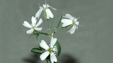 Flowering plant grown from 30,000-year-old ht 30000 year old siberian plant thg 120220 wblog Flowering Plant Revived After 30,000 Years in Russian Permafrost