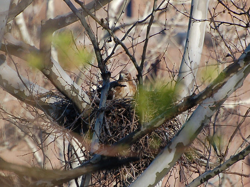 Red-Tailed Hawk in Highbridge Park Nest