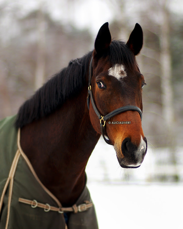 aliciasivert alicia sivertsson häst porträtt vinter säby gård horse portrait
