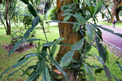 20090612-rq-phyllarthrons