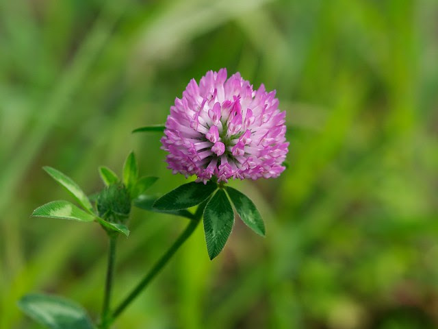 purple flower