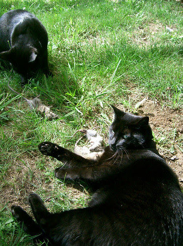 2happycats