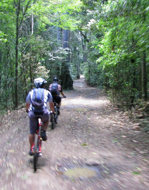 Rainforest Ride