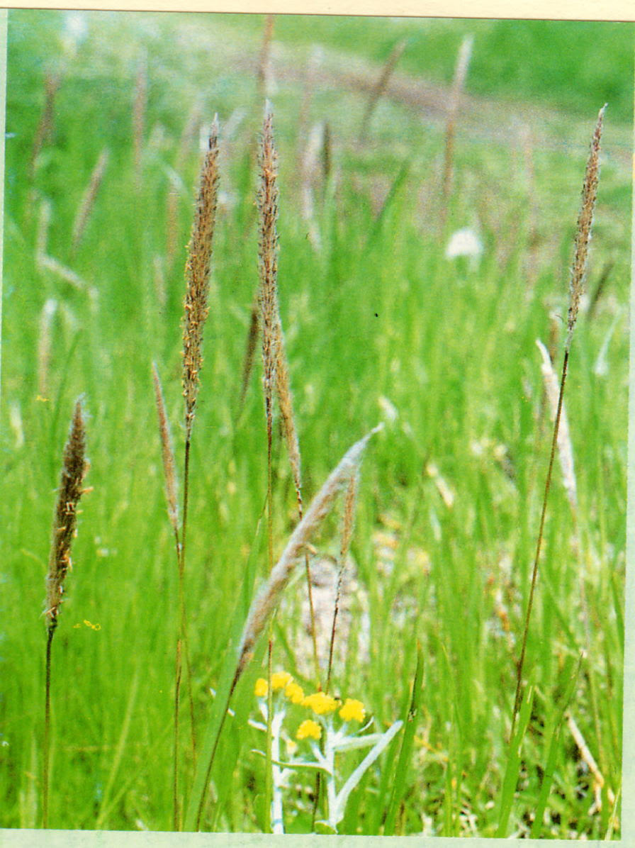 春の 野草 イネ 科