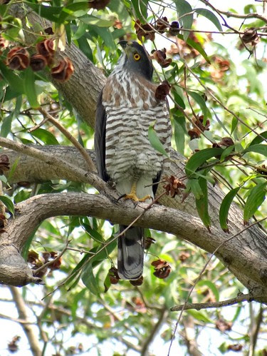 鳳頭蒼鷹/無限台南