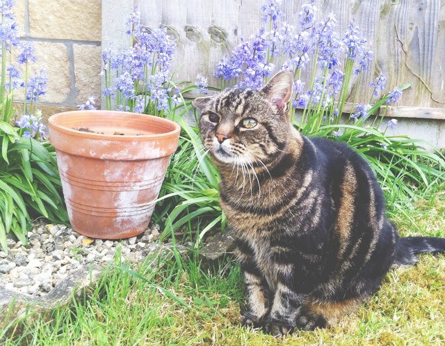 1 lifestyle blog uk vivatramp pet tag animal cat