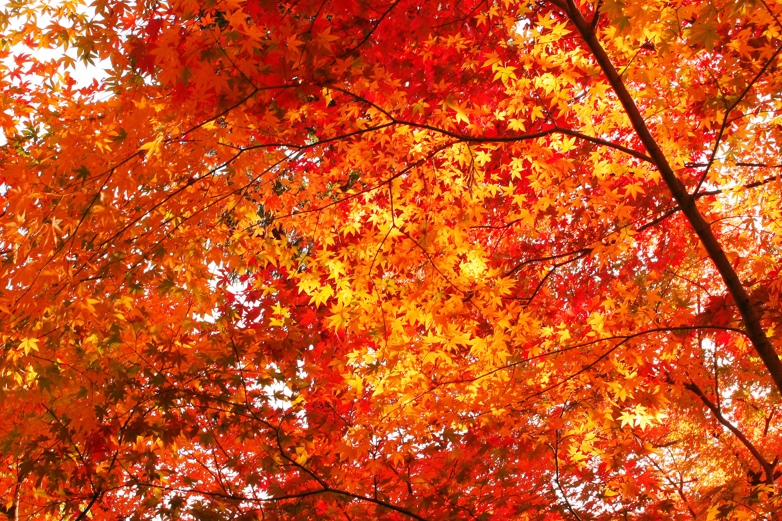 Featured image of post High Resolution Fall Leaves Wallpaper
