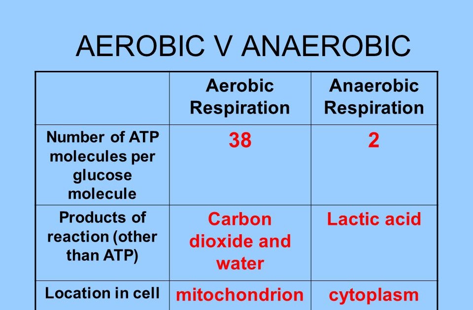 Total Atp Produced In Anaerobic Respiration Wasfa Blog