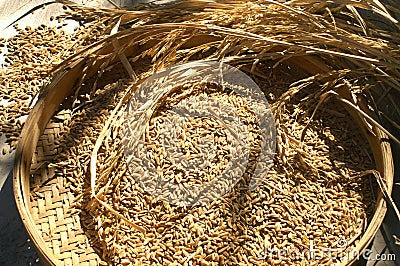 Rice in basket