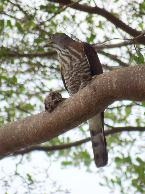 鳳頭蒼鷹/無限台南