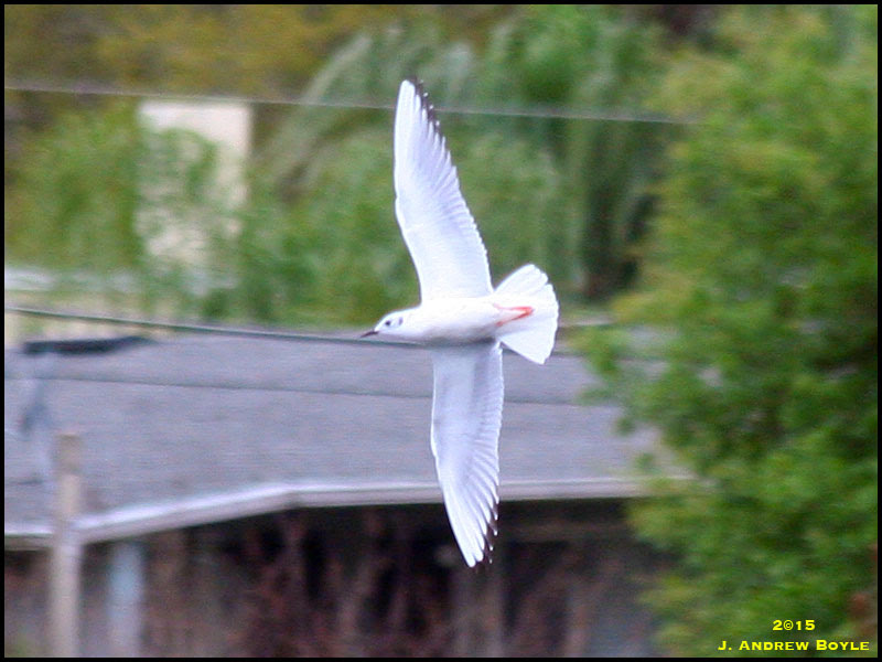 Bonaparte's Gull Bonaparte's Gull